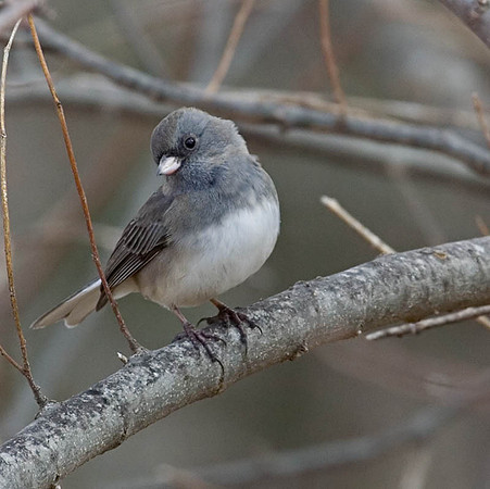 Dark-eyed Junco