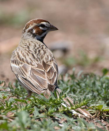 Lark Sparrow