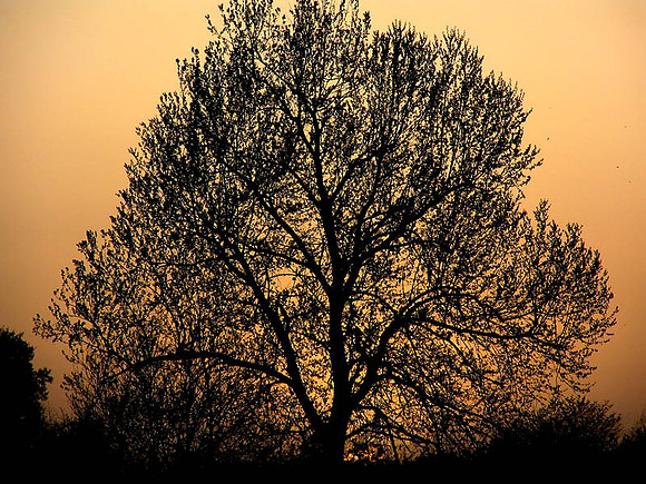 Tree Silhouetted