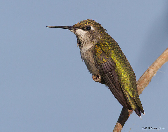 Ruby-throated Hummingbird