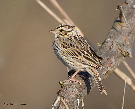 Savannah Sparrow