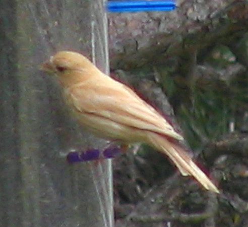 Leucistic bird unknown