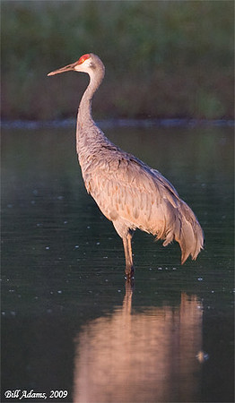 Sandhill Crane