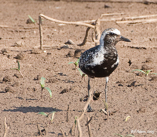 Black-bellied Plover