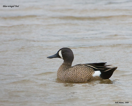 Blue-winged Teal