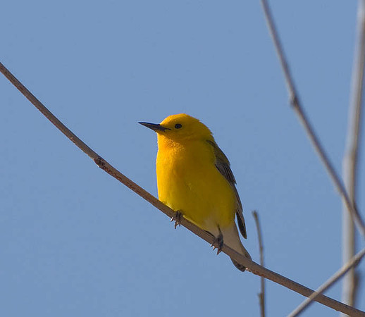 Prothonotary Warbler