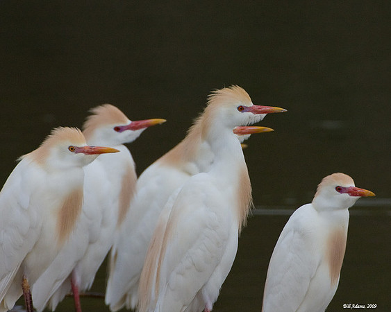 Cattle Egrets