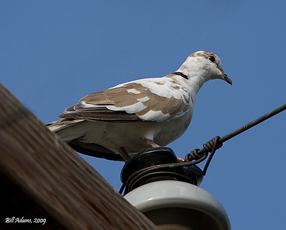 Partially Albino Eurasian Collard Dove