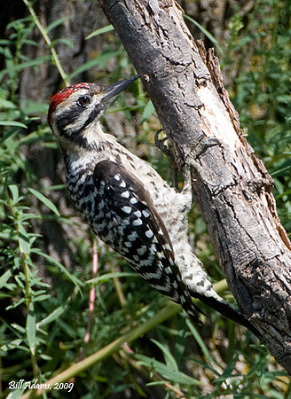 Ladder-backed Woodpecker