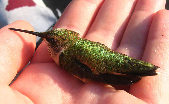 Ruby-throated Hummingbird