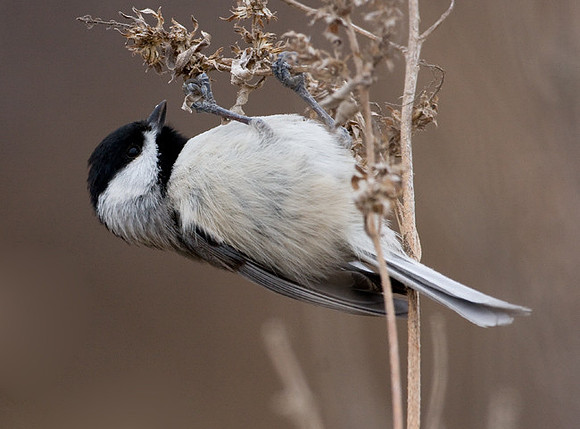 Carolina Chickadee