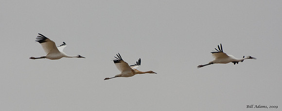 Whooping Cranes