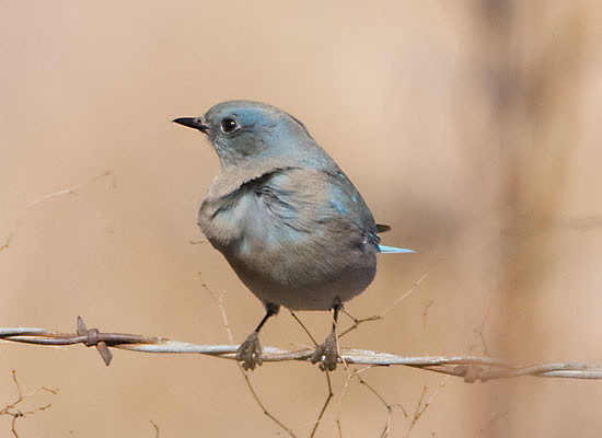 Mountain Bluebird