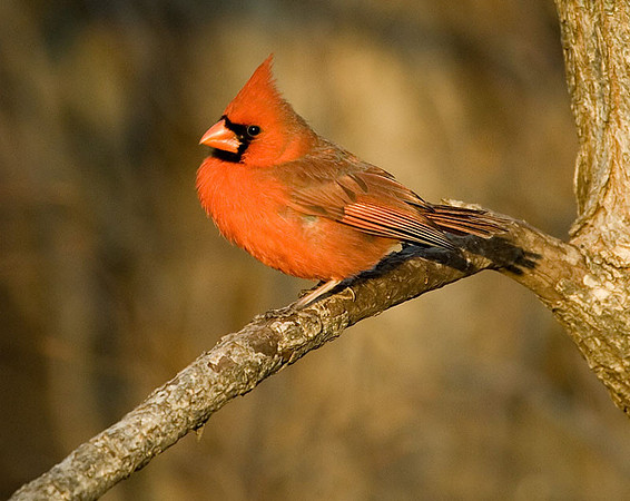 Male Nothern Cardinal