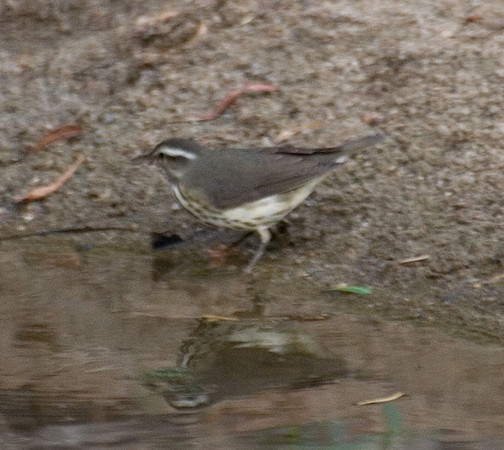 Louisiana Waterthrush
