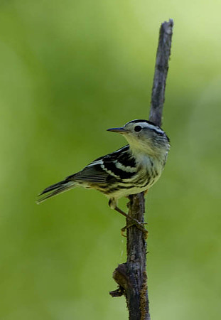 Black and White Warbler