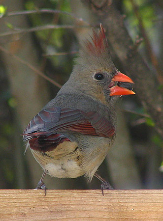 Female Northern Cardinal