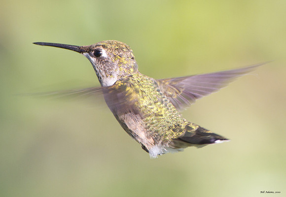 Ruby-throated Hummingbird