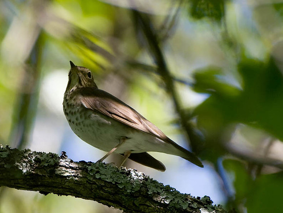 Swainson's Thrush
