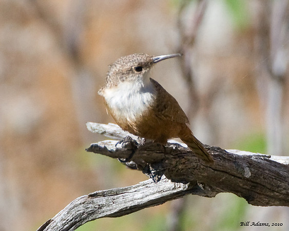 Canyon Wren