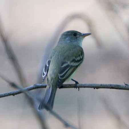 Eastern Wood-Pewee?