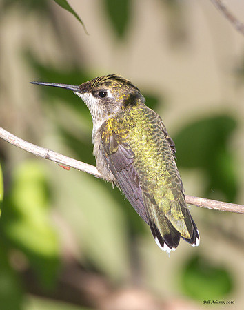 Ruby-throated Hummingbird