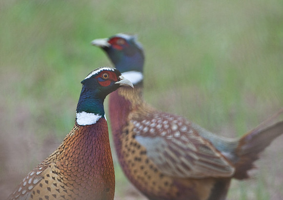 Ring-necked Pheasants