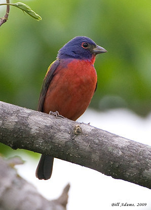 Painted Bunting