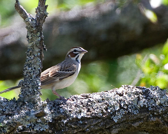 Lark Sparrow