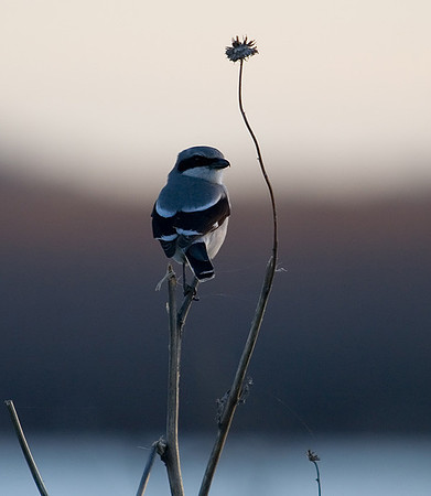 Loggerhead Shrike