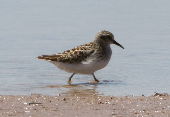 Least Sandpiper