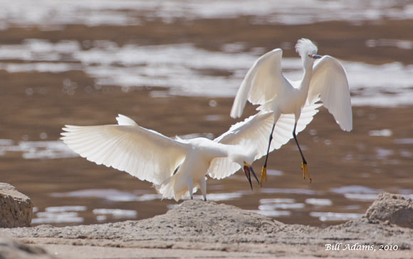 Snowy Egrets