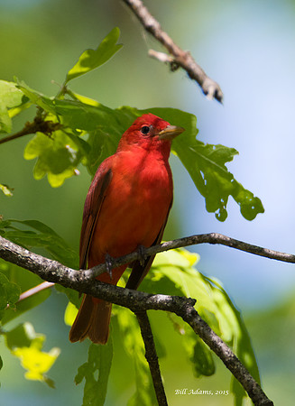Summer Tanager, Cartwright Mountain