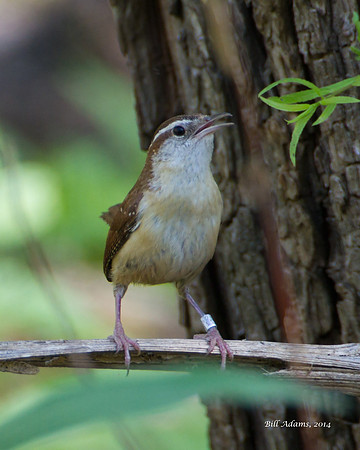 Banded Carolina Wren