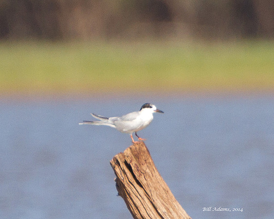 Forster's Tern