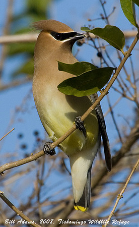 Cedar Waxwing