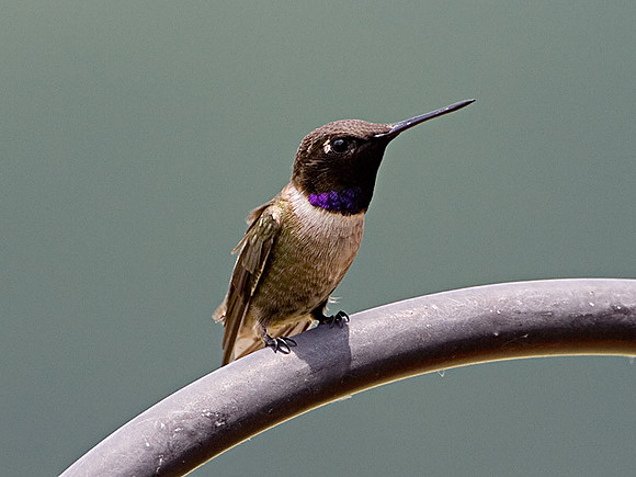 Black-chinned Hummingbird