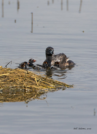 Pied-billed Grebe with chicks