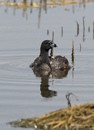 Pied-billed Grebe with chicks