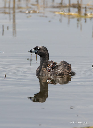 Pied-billed Grebe with chicks