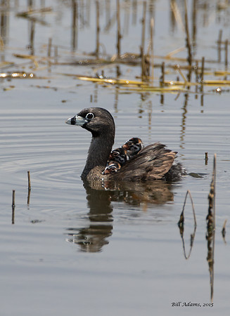 Pied-billed Grebe with chicks