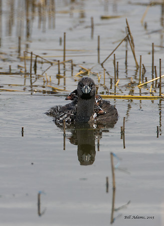 Pied-billed Grebe with chicks