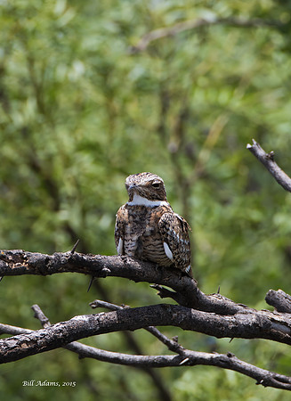 Common Nighthawk