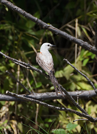 Scissortailed Flycatcher