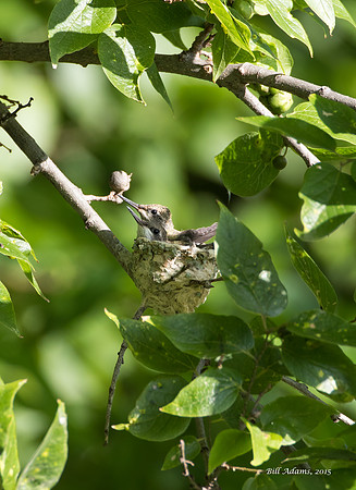 Hummingbird chicks, 2 or 3 days before fledging