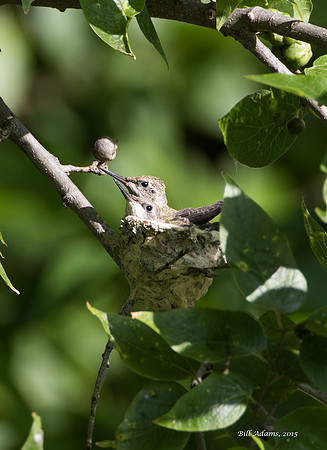 Hummingbird chicks, 2 or 3 days before fledging