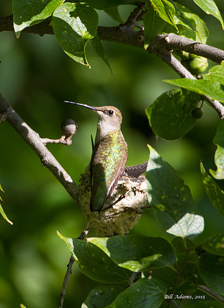Momma feeding the chicks