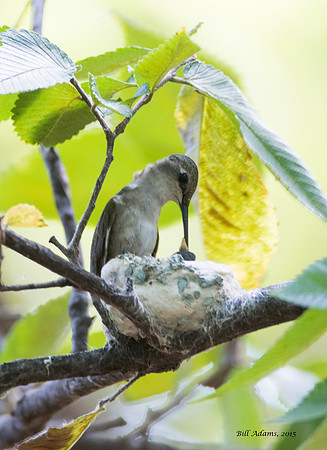 Different hummingbird nest with recently hatched babies