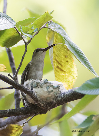 Different hummingbird nest with recently hatched babies