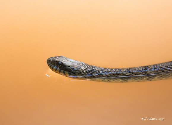 Watersnake